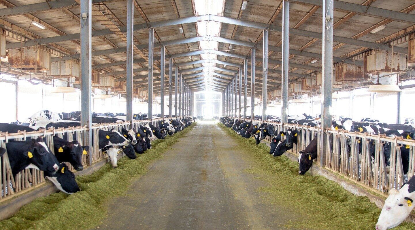 dairy farm visit uae